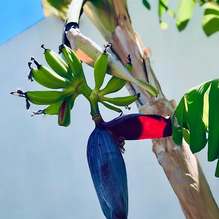 Soulbreeze Kos, Haus 1